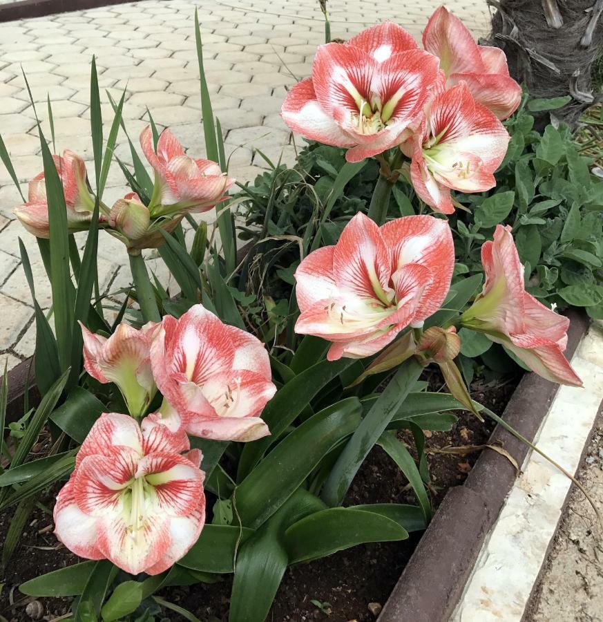 Palme Villa Poreč Eksteriør bilde